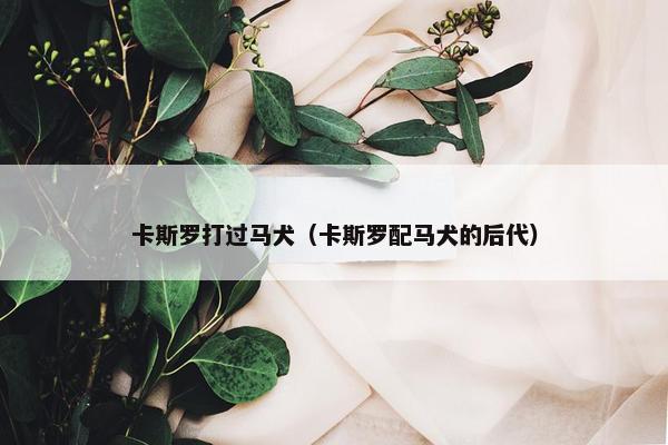卡斯罗打过马犬（卡斯罗配马犬的后代）