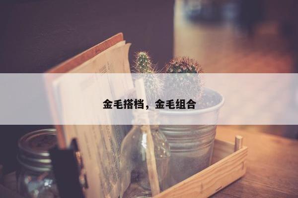 金毛搭档，金毛组合