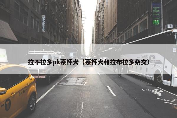 拉不拉多pk茶杯犬（茶杯犬和拉布拉多杂交）