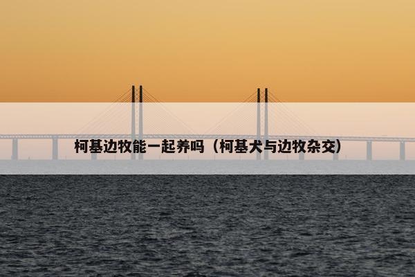柯基边牧能一起养吗（柯基犬与边牧杂交）