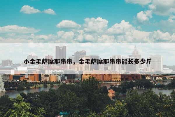 小金毛萨摩耶串串，金毛萨摩耶串串能长多少斤