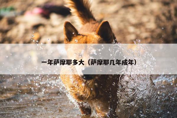 一年萨摩耶多大（萨摩耶几年成年）
