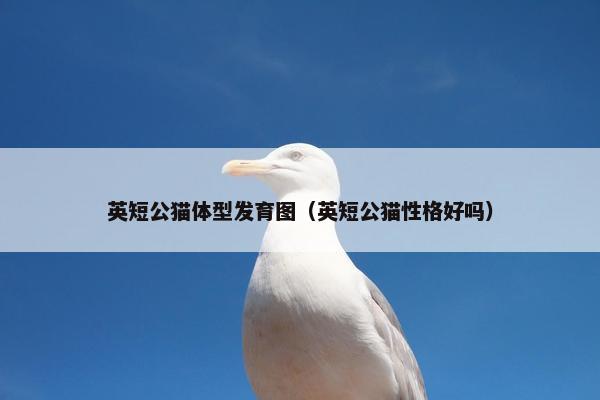 英短公猫体型发育图（英短公猫性格好吗）