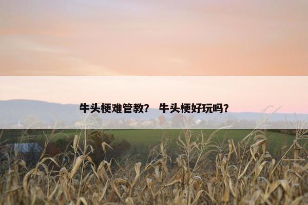 牛头梗难管教？ 牛头梗好玩吗？