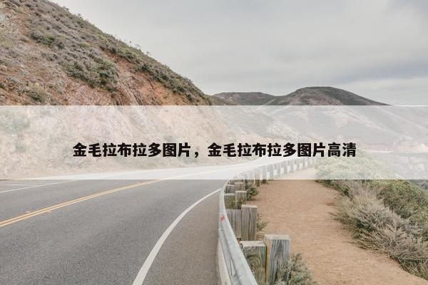 金毛拉布拉多图片，金毛拉布拉多图片高清