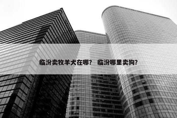 临汾卖牧羊犬在哪？ 临汾哪里卖狗？