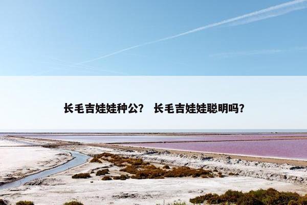 长毛吉娃娃种公？ 长毛吉娃娃聪明吗？
