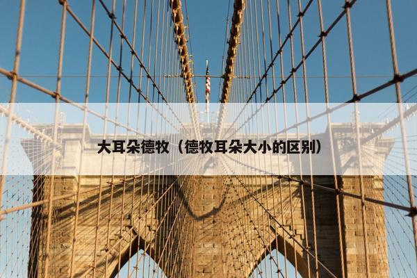 大耳朵德牧（德牧耳朵大小的区别）