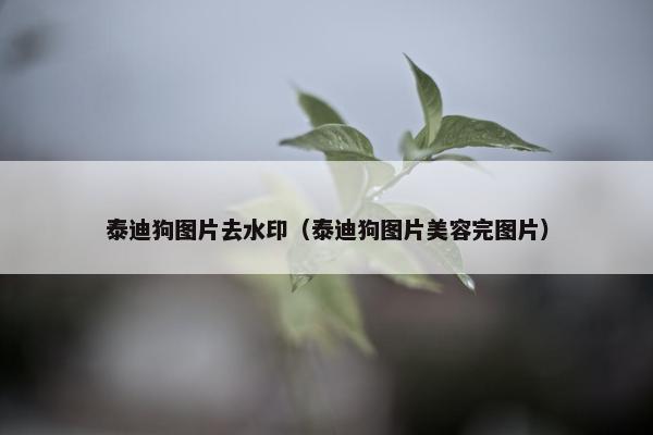 泰迪狗图片去水印（泰迪狗图片美容完图片）