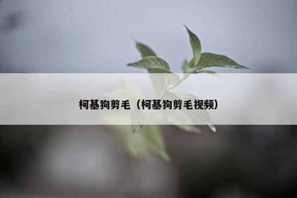 柯基狗剪毛（柯基狗剪毛视频）