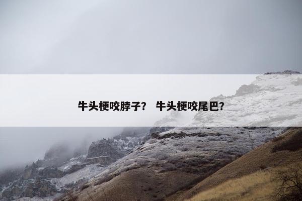 牛头梗咬脖子？ 牛头梗咬尾巴？