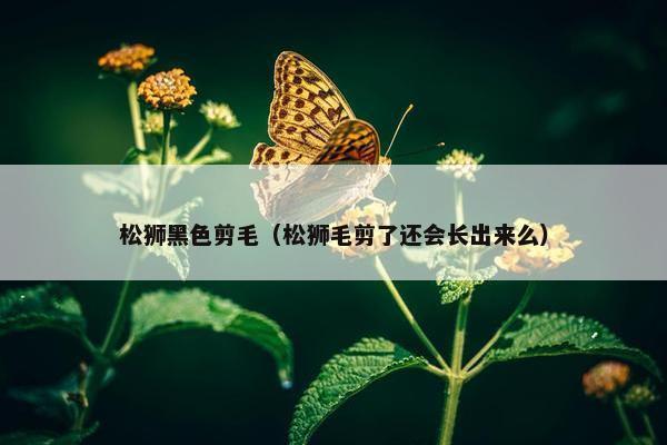 松狮黑色剪毛（松狮毛剪了还会长出来么）