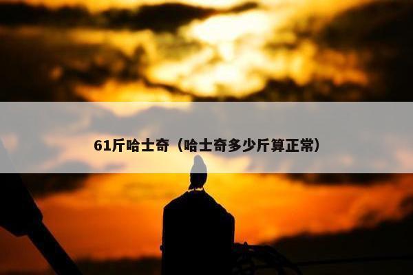 61斤哈士奇（哈士奇多少斤算正常）