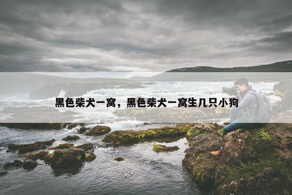 黑色柴犬一窝，黑色柴犬一窝生几只小狗