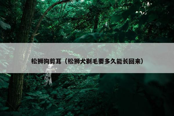 松狮狗剪耳（松狮犬剃毛要多久能长回来）