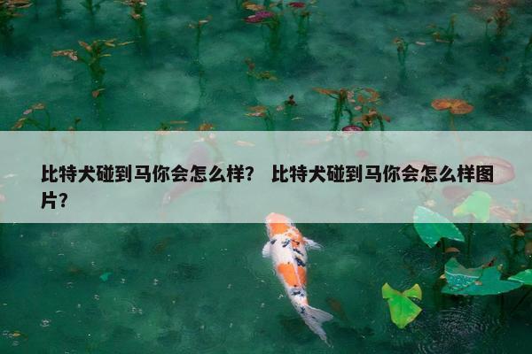 比特犬碰到马你会怎么样？ 比特犬碰到马你会怎么样图片？