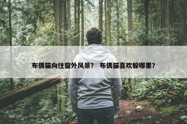 布偶猫向往窗外风景？ 布偶猫喜欢躲哪里？