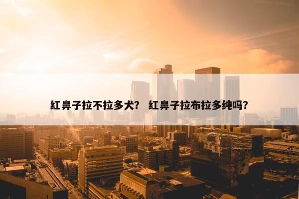 红鼻子拉不拉多犬？ 红鼻子拉布拉多纯吗？