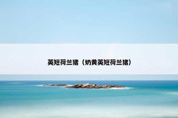 英短荷兰猪（奶黄英短荷兰猪）