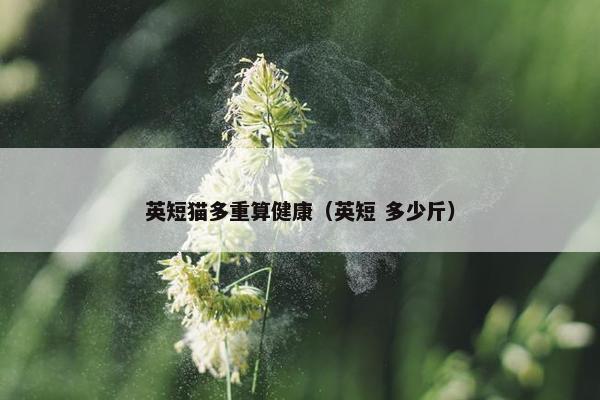 英短猫多重算健康（英短 多少斤）