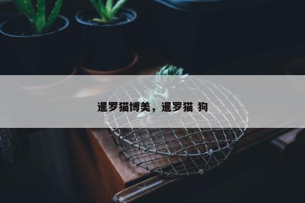 暹罗猫博美，暹罗猫 狗