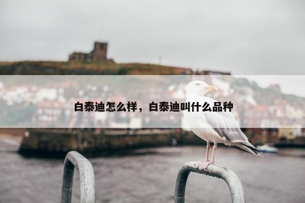 白泰迪怎么样，白泰迪叫什么品种