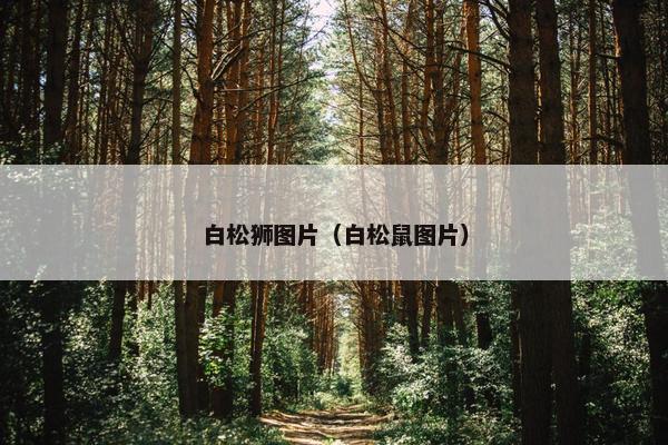 白松狮图片（白松鼠图片）