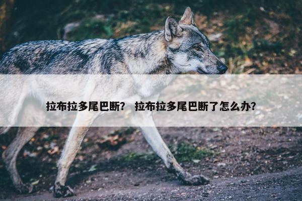 拉布拉多尾巴断？ 拉布拉多尾巴断了怎么办？