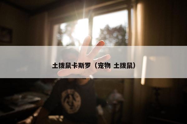 土拨鼠卡斯罗（宠物 土拨鼠）