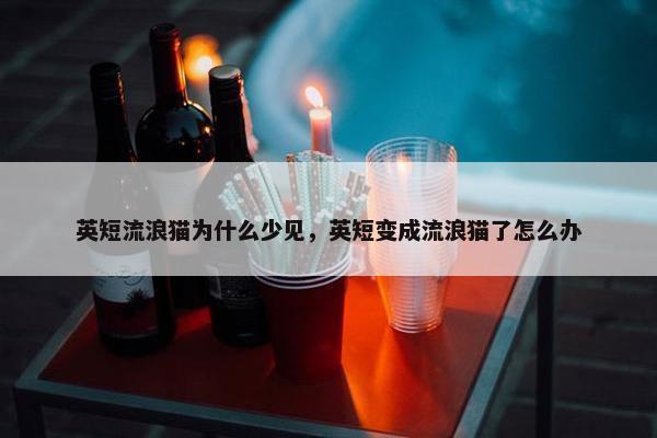 英短流浪猫为什么少见，英短变成流浪猫了怎么办