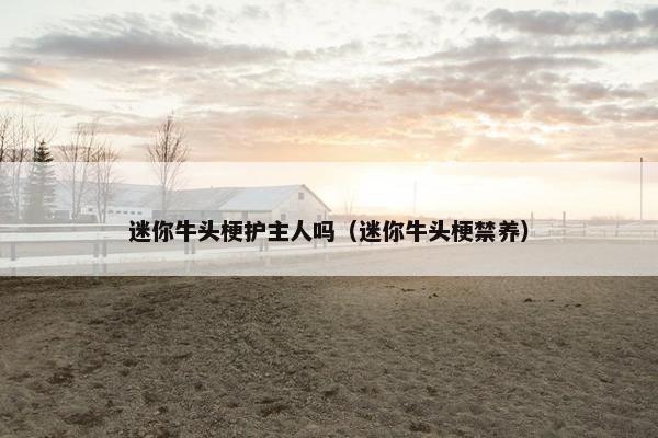 迷你牛头梗护主人吗（迷你牛头梗禁养）