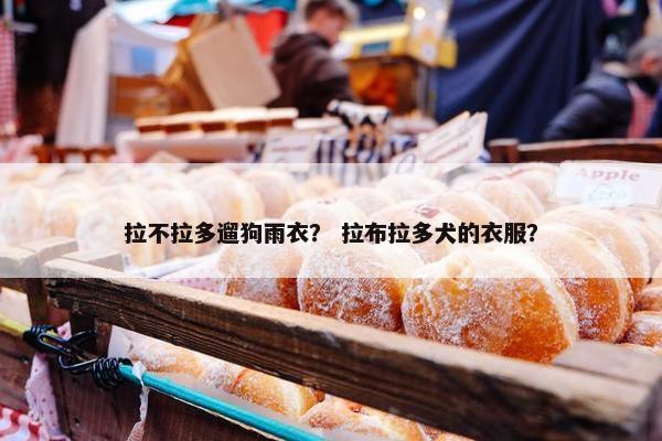 拉不拉多遛狗雨衣？ 拉布拉多犬的衣服？