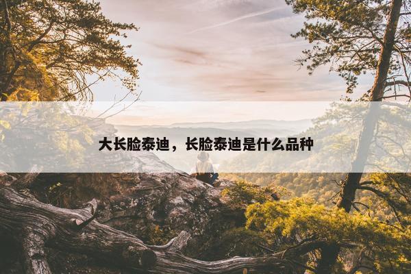 大长脸泰迪，长脸泰迪是什么品种