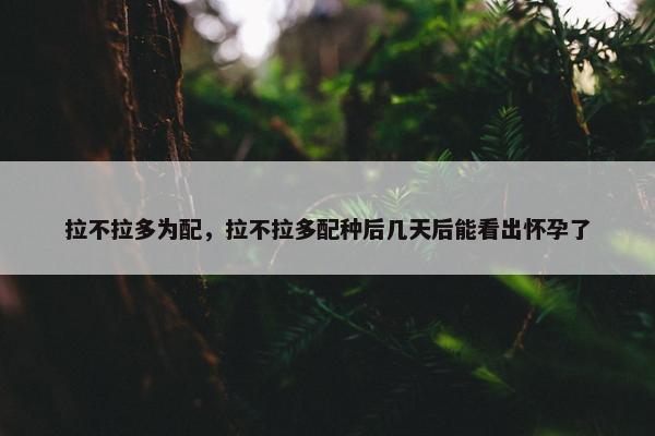 拉不拉多为配，拉不拉多配种后几天后能看出怀孕了