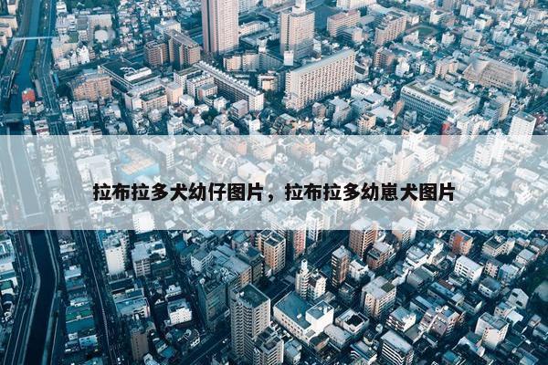 拉布拉多犬幼仔图片，拉布拉多幼崽犬图片