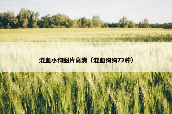 混血小狗图片高清（混血狗狗72种）
