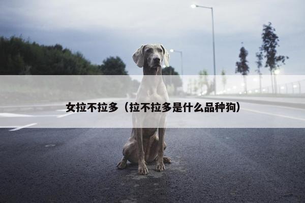 女拉不拉多（拉不拉多是什么品种狗）