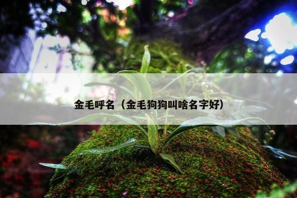 金毛呼名（金毛狗狗叫啥名字好）