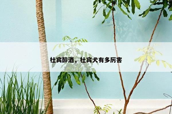 杜宾醉酒，杜宾犬有多厉害
