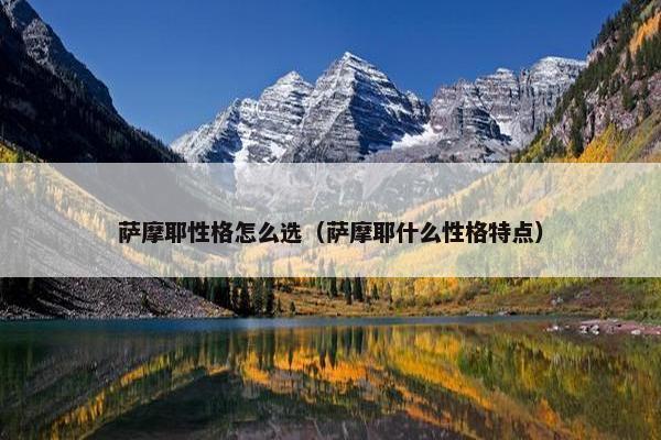 萨摩耶性格怎么选（萨摩耶什么性格特点）
