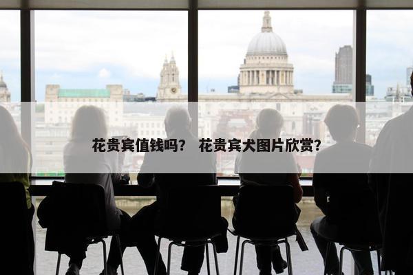 花贵宾值钱吗？ 花贵宾犬图片欣赏？