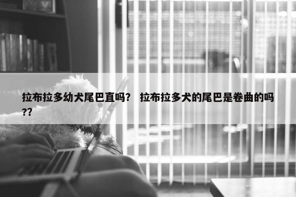 拉布拉多幼犬尾巴直吗？ 拉布拉多犬的尾巴是卷曲的吗?？