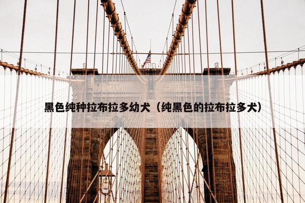 黑色纯种拉布拉多幼犬（纯黑色的拉布拉多犬）
