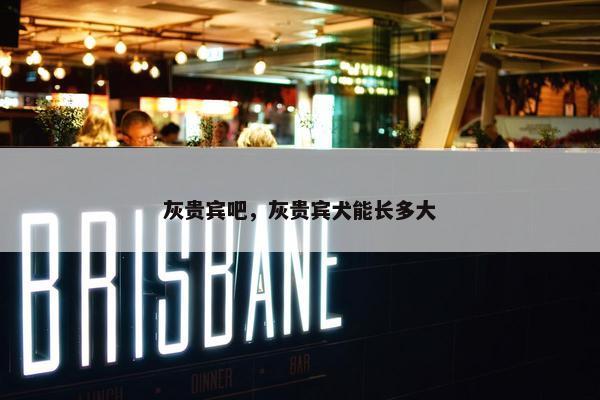 灰贵宾吧，灰贵宾犬能长多大