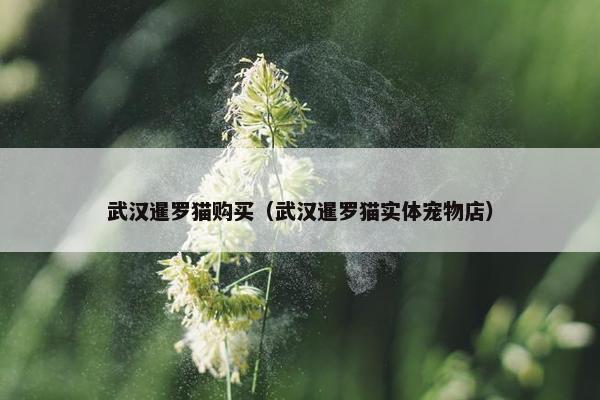 武汉暹罗猫购买（武汉暹罗猫实体宠物店）