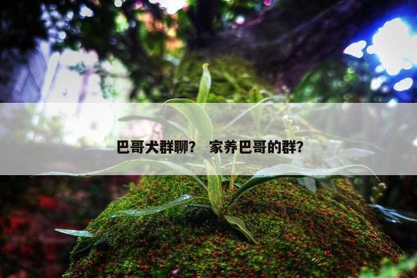 巴哥犬群聊？ 家养巴哥的群？