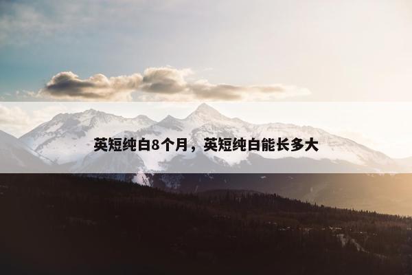英短纯白8个月，英短纯白能长多大