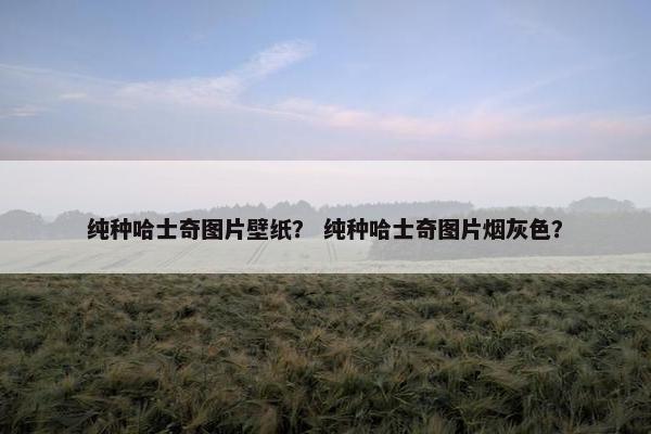 纯种哈士奇图片壁纸？ 纯种哈士奇图片烟灰色？