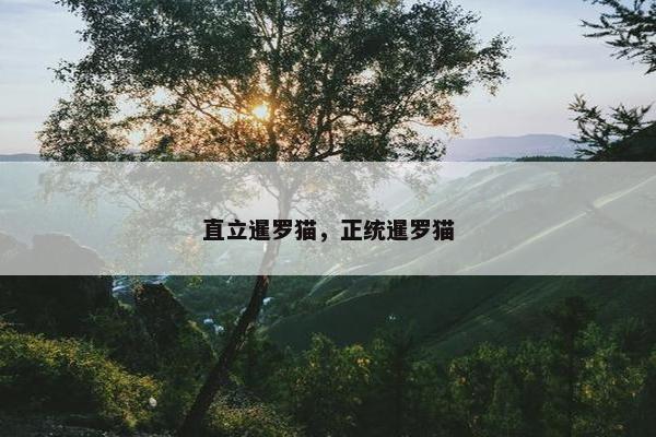 直立暹罗猫，正统暹罗猫