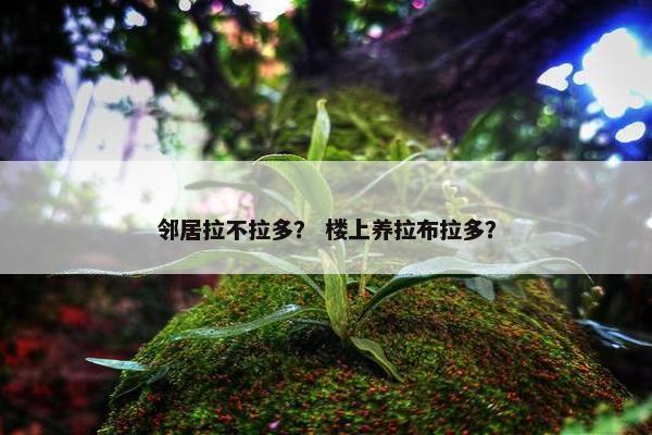 邻居拉不拉多？ 楼上养拉布拉多？